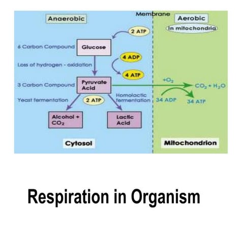 Respiration in organism