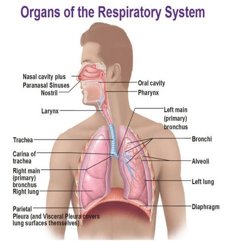 respiration notes.pdf