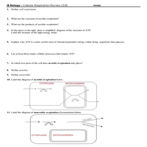 IB Respiration Review (2.8)
