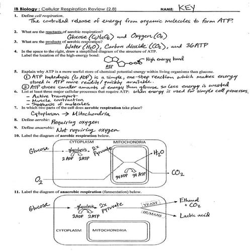 IB Respiration Review Key (2.8)