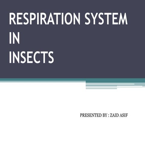Respiration system in insects