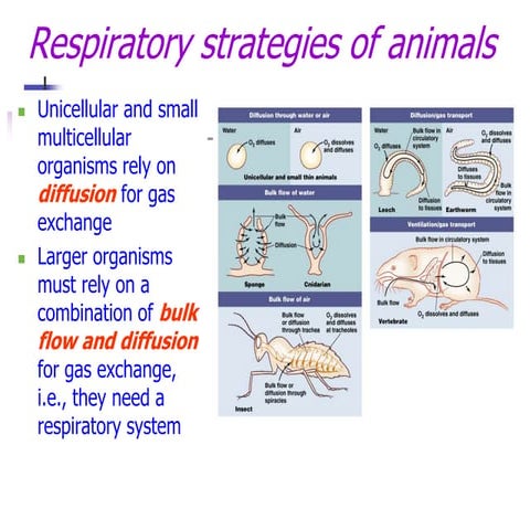 Respiration theory class lecture.ppt