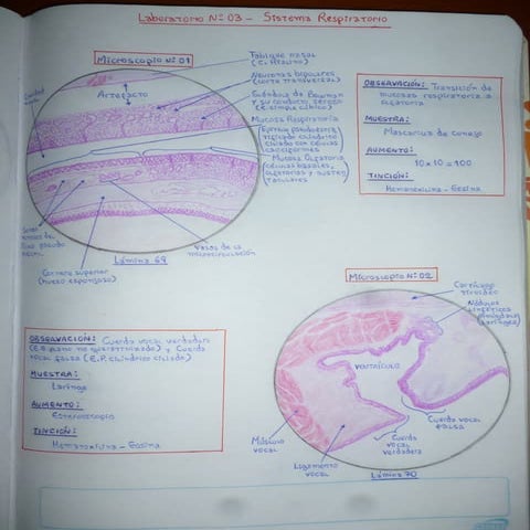 Histología del Sistema Respiratorio