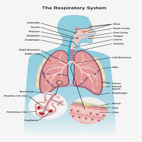 Respiratory