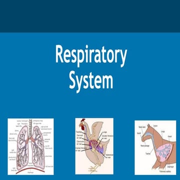 Respiratory system of goat | PPT