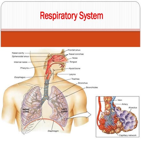 Respiratory -Anatomy  and Physiology with Diagnostic Investigations