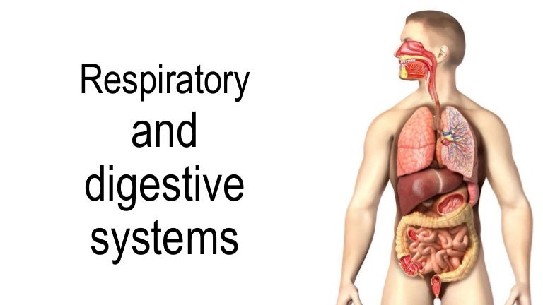 Respiratory and digestive system