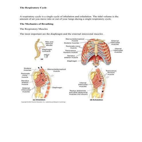 Respiratory cycle