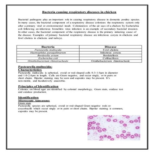 Laboratory diagnosis of bacteria causing respiratory diseases in chicken