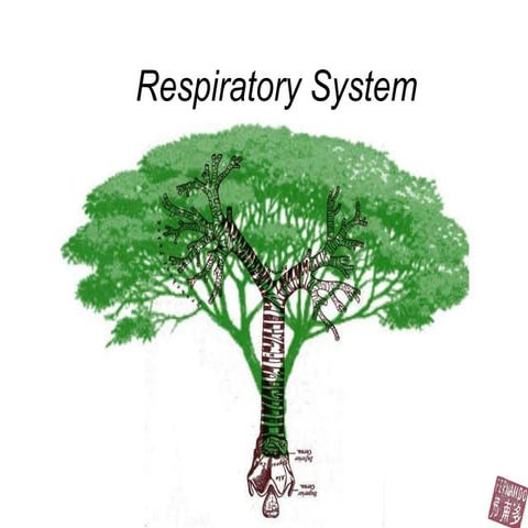 Respiratory Fernando