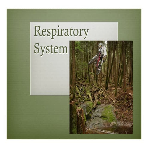 Bio12 Respiratory System Presentation