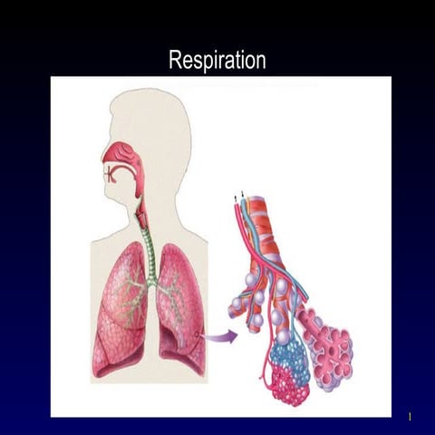 Respiratory intro