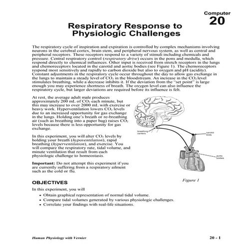 14 respiratory system_-_info | PDF