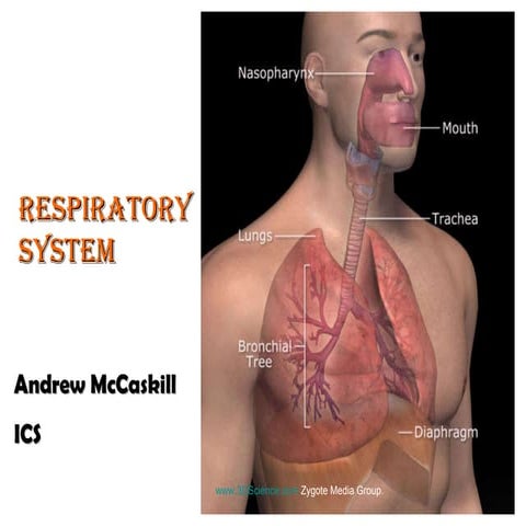 Respiratory syst