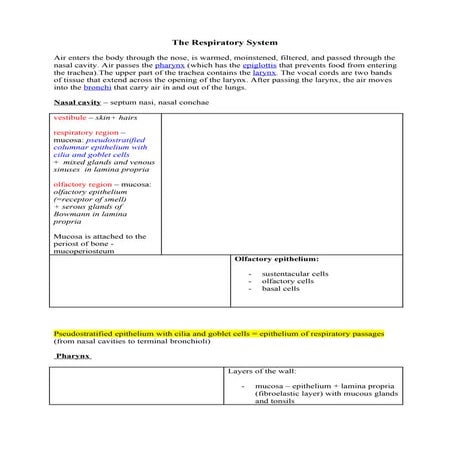 Respiratory syst   copy