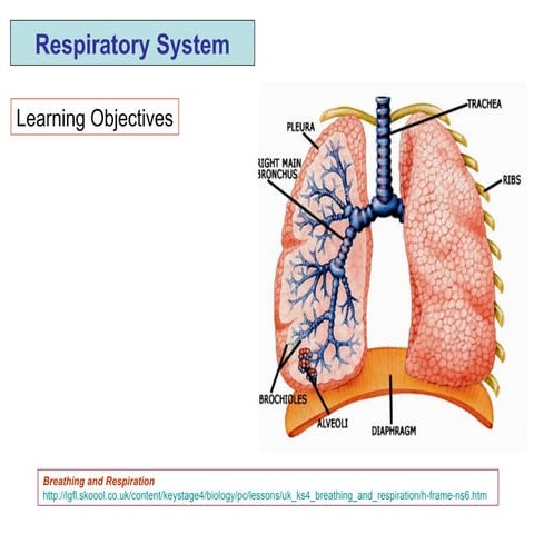 Respiratory System