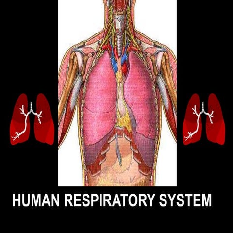 Respiratory System Anatomy & Physiology 