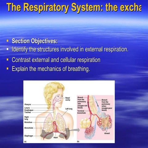 Respiratory system
