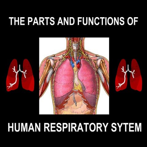 Respiratory system
