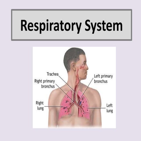 Respiratory system