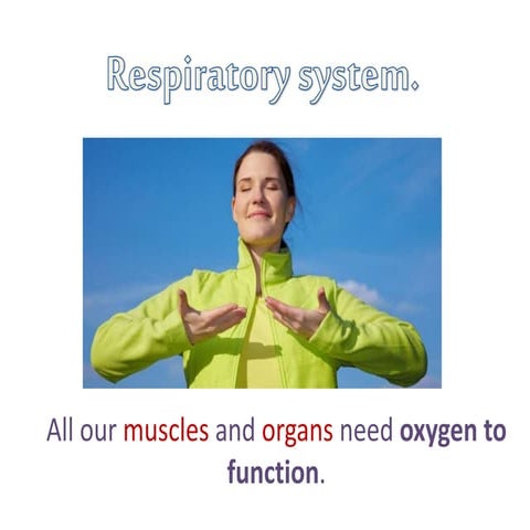 Respiratory system