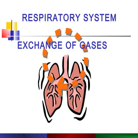 Respiratory system