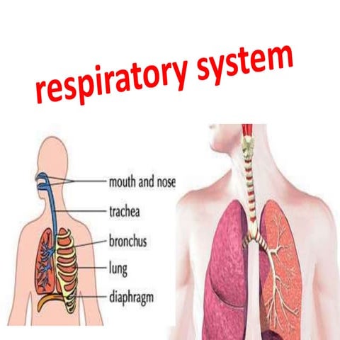 Respiratory system | PPTX