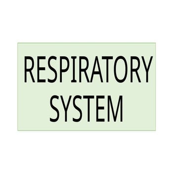 RESPIRATORY SYSTEM-2025.pptx ITS PARTS AND FUNCTIONS