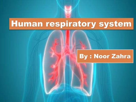 The respiratory system | PPT