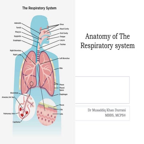 Respiratory system.pptx