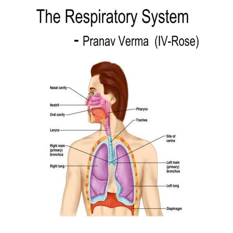Respiratory_System_Physiology_PPT.pptx Respiratory_System_Physiology ...