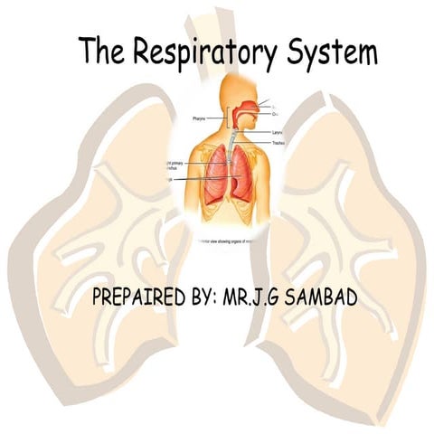 The Respiratory system 