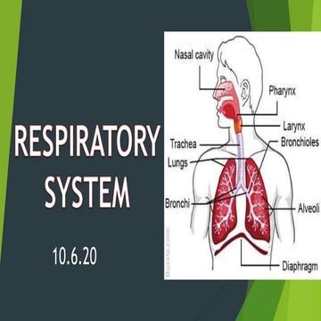 Respiratory system 9
