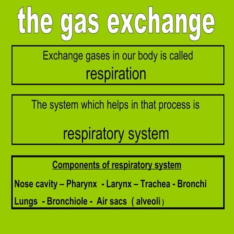 Respiratory system anatomy