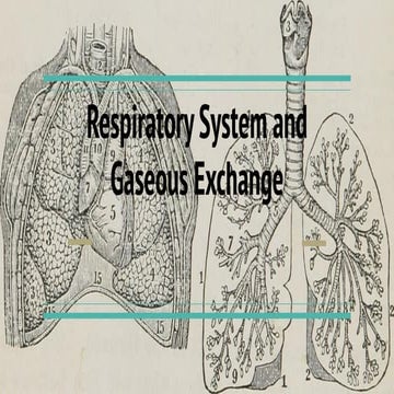 Respiratory System and Gaseous Exchange.pdf