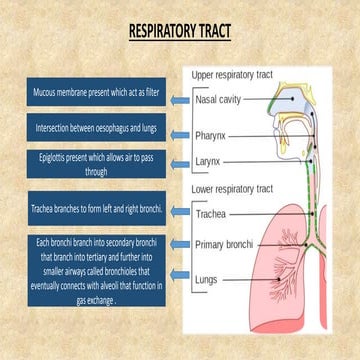Respiratory system and lungs.pptx