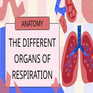 Respiratory System Biology Presentation in a Blue Pink Bold Style.pptx