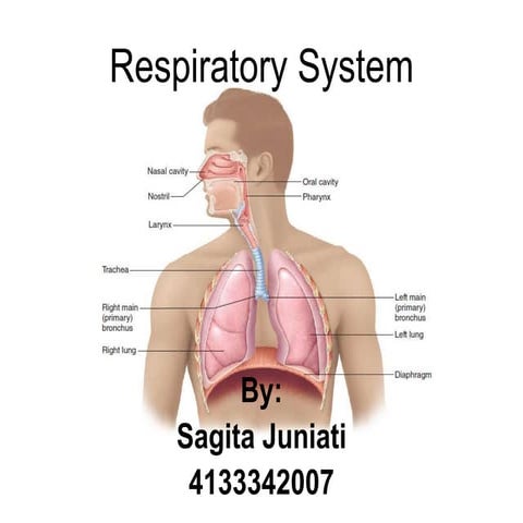 Respiratory system 