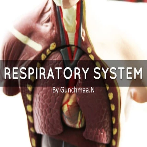 Physiology of the respiratory system