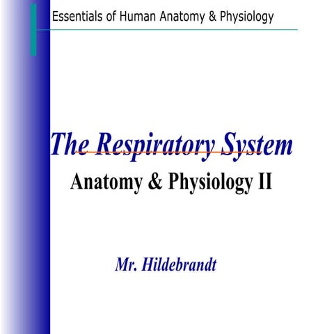 Respiratory System Notes