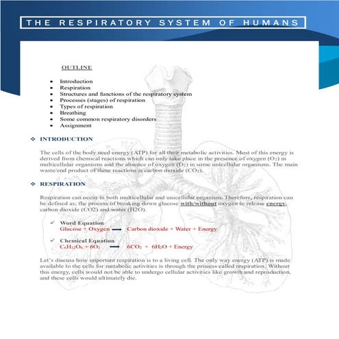 Respiratory system of humans