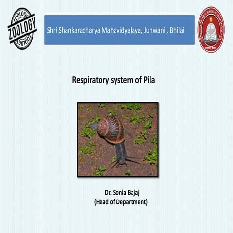 Respiratory system of pila
