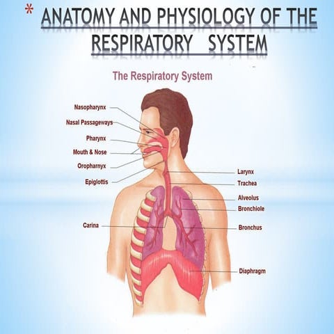 Human Respiratory System Anatomy and Physiology 