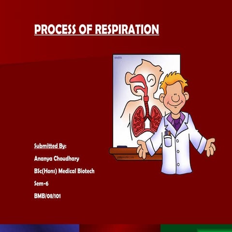 Respiratory System Ppt