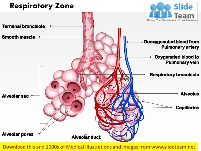 Respiratory zone medical images for power point