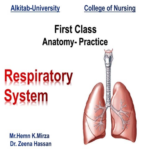 Comprehensive Overview of the Human Respiratory System and Its ...