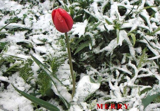 Respons   Fxtransout Miguel