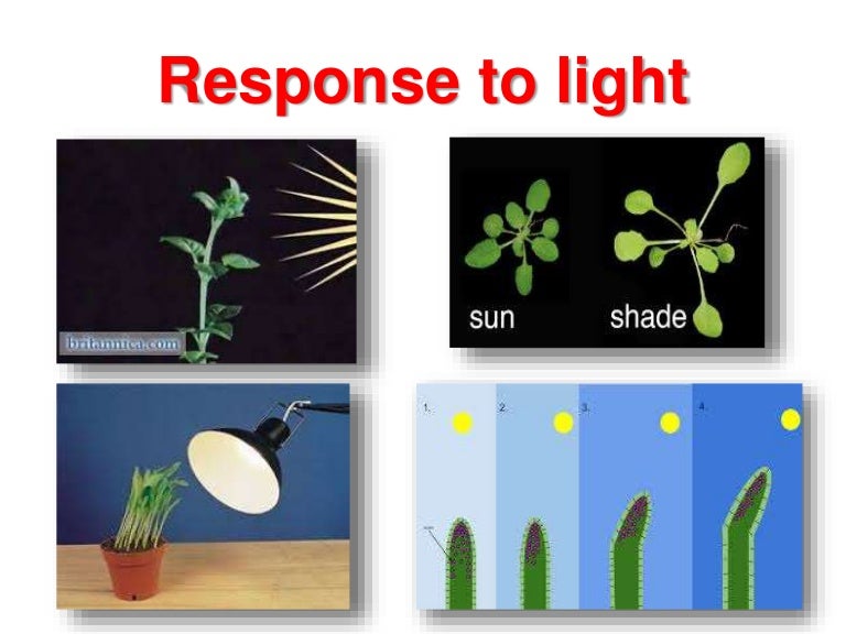 Responses of plants and animals