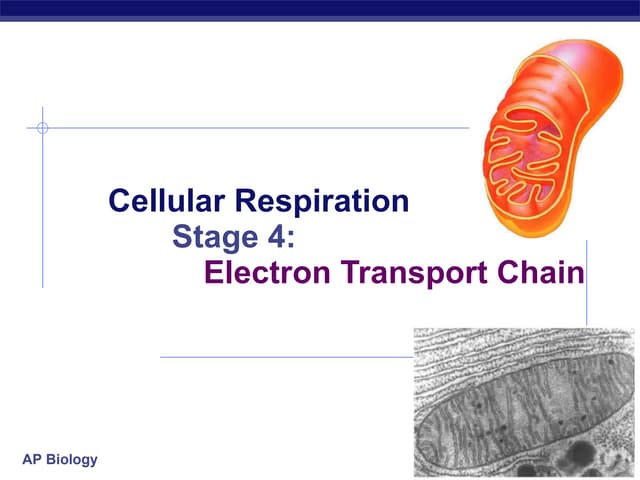 Electron Transport Chain ETC | PPTX