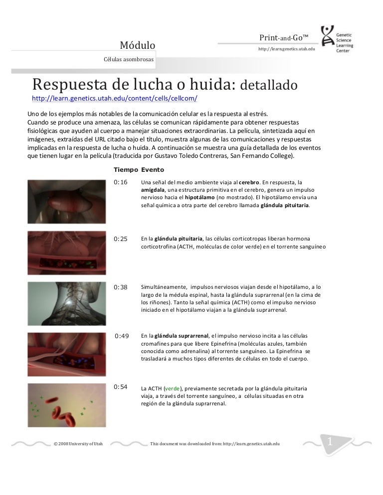 Respuesta de lucha o huida.